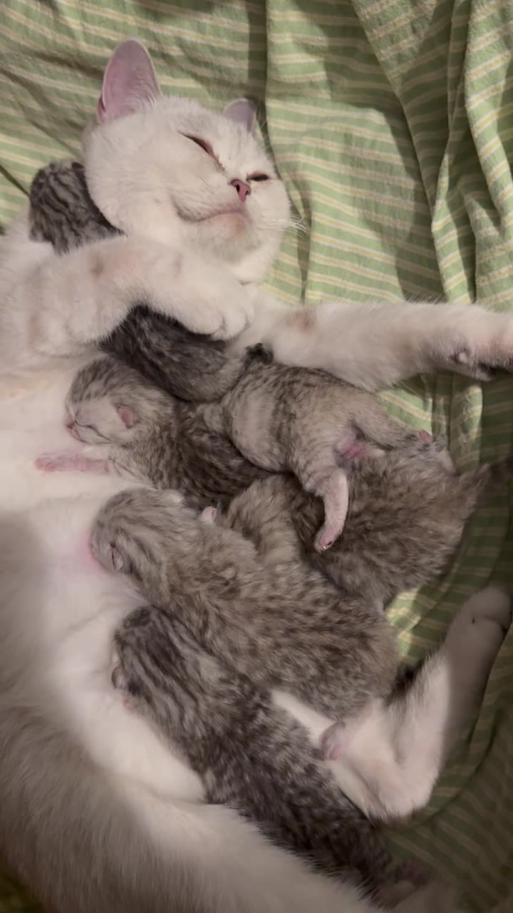 Matilda nursing her six newborn kittens — April 2026 litter