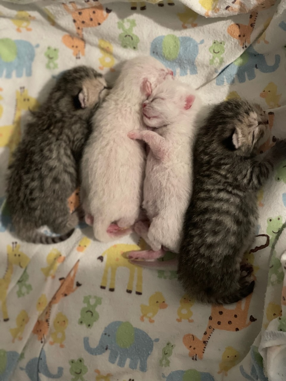 Daily life at PurrmeowCA