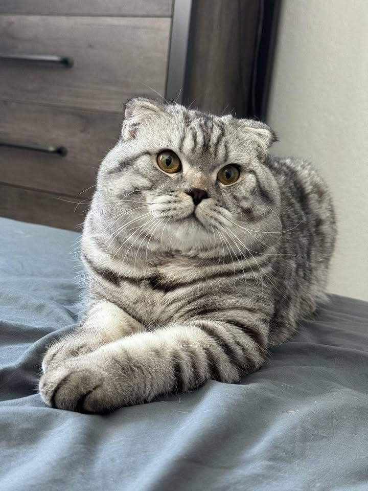 Marcel portrait — close-up of his folded ears and tabby markings