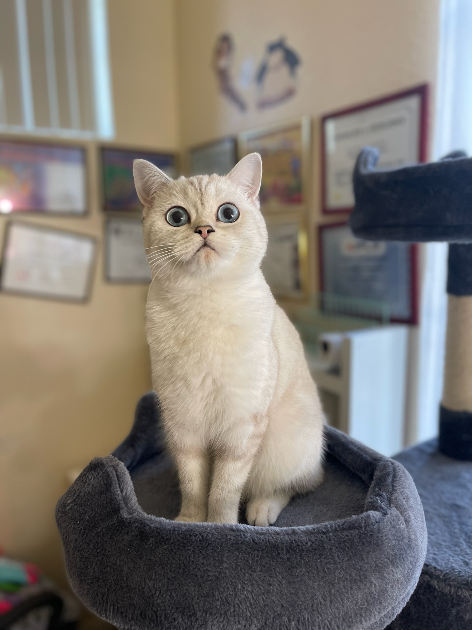 Matilda (Мотя), our silver chinchilla Scottish Straight queen